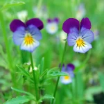 Wildes Stiefmütterchen Samen – Bild 2