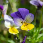 Wildes Stiefmütterchen