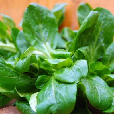 Feldsalat