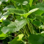Wasabi 'Matsum' Pflanze – Bild 2