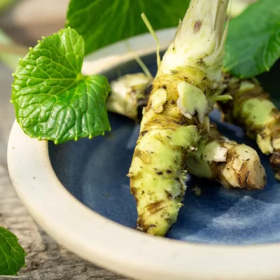 Wasabi Wurzel