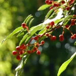 Szechuan-Pfeffer reife Früchte