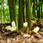 Myoga - Japanischer Ingwer Pflanze – Bild 3