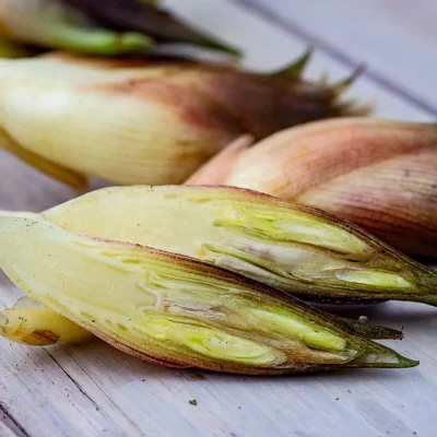 myogablüten