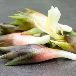 Ingwerblüten